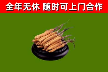 台中烟酒回收冬虫夏草.jpg