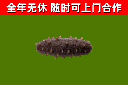 台中回收海参干